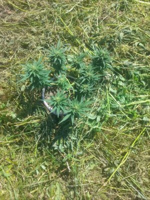 IMG_20240614_145511_093.jpg IMG_20240614_145511_093.jpg