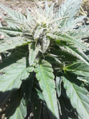 IMG_20240614_145519_289.jpg IMG_20240614_145519_289.jpg