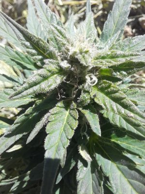 IMG_20240614_145516_839.jpg IMG_20240614_145516_839.jpg