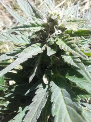 IMG_20240614_145514_163.jpg IMG_20240614_145514_163.jpg