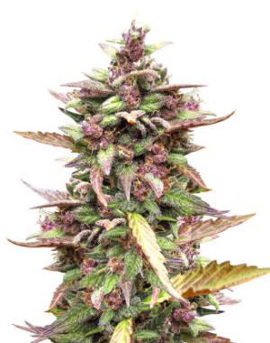 blackberry.png blackberry.png