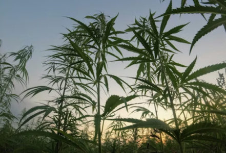 1718549969179.png 1718549969179.png