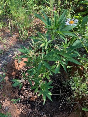 IMG_5682.jpg IMG_5682.jpg