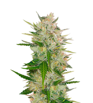 1718550721490.png 1718550721490.png