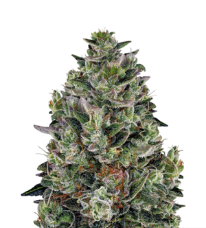 1718550728362.png 1718550728362.png