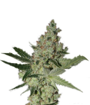 1718644774596.png 1718644774596.png