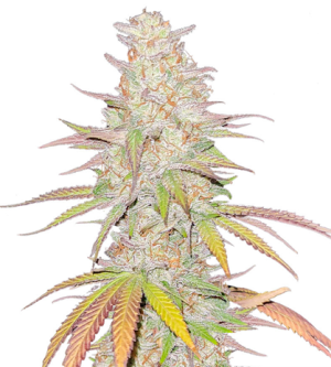 1718728984232.png 1718728984232.png