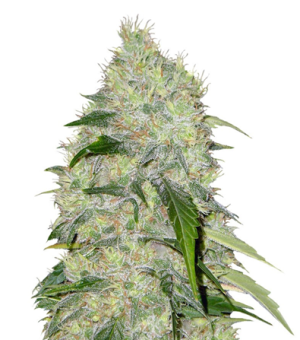 1718804180371.png 1718804180371.png