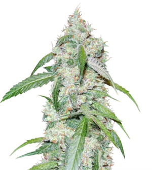 1718979786741.png 1718979786741.png