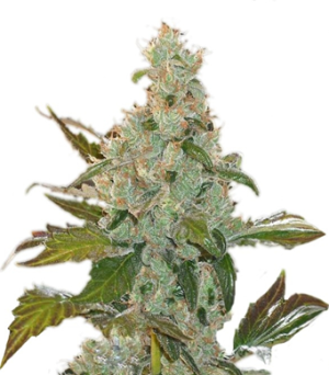 1718979798238.png 1718979798238.png