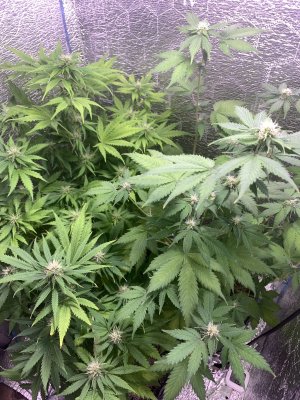 IMG_0784.jpeg IMG_0784.jpeg