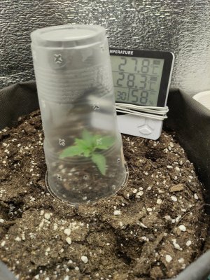 cleaned_IMG20240309203124.jpg cleaned_IMG20240309203124.jpg