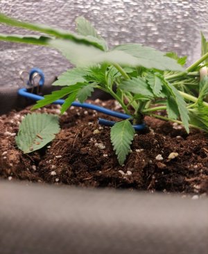 cleaned_Screenshot2024-03-19-12-45-15-507com.miui.gallery.jpg cleaned_Screenshot2024-03-19-12-45-15-507com.miui.gallery.jpg