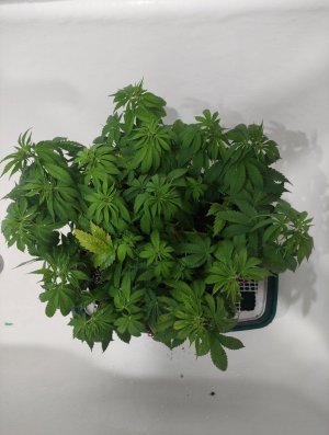 cleaned_Screenshot2024-04-08-13-51-41-315-editcom.miui.gallery.jpg cleaned_Screenshot2024-04-08-13-51-41-315-editcom.miui.gallery.jpg