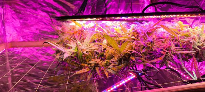 photo1719148012 (1).jpeg