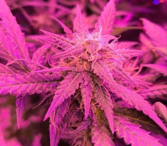 photo1719148012 (3).jpeg