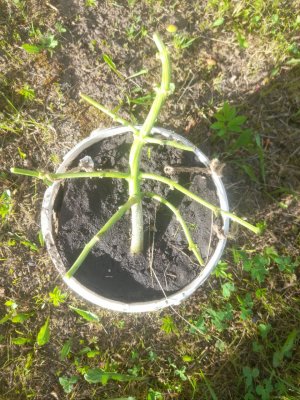 IMG_20240626_092915_881.jpg IMG_20240626_092915_881.jpg