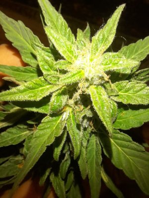 IMG_20240626_092854_563.jpg IMG_20240626_092854_563.jpg