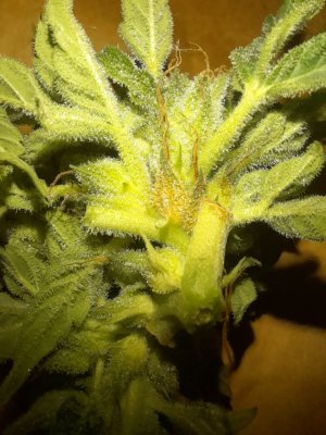 IMG_20240626_092846_794.jpg IMG_20240626_092846_794.jpg