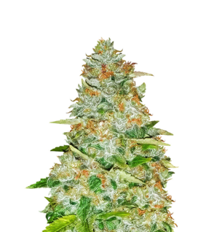 1719680637169.png 1719680637169.png