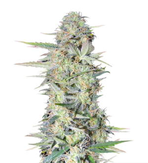 1719680647044.png 1719680647044.png