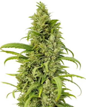 1719933719837.png 1719933719837.png