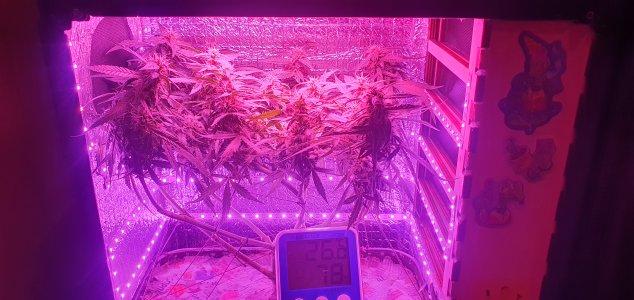 20240704_201420.jpg 20240704_201420.jpg