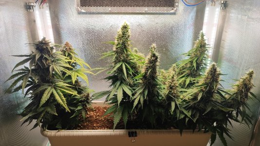 1000021003.jpg 1000021003.jpg