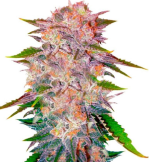 1720543291061.png 1720543291061.png