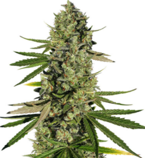 1720630180432.png 1720630180432.png