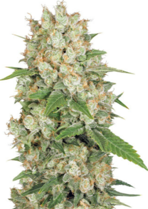 1720630221581.png 1720630221581.png