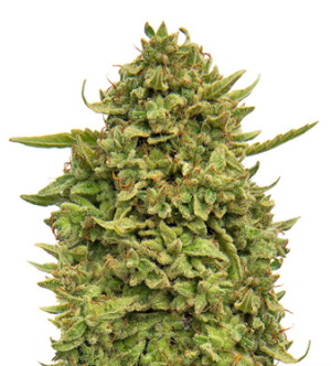 1720692229233.png 1720692229233.png