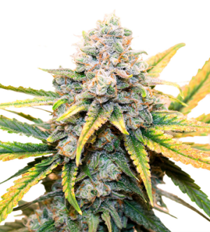 1720707480775.png 1720707480775.png