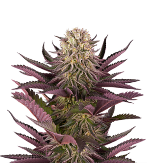 1720881658838.png 1720881658838.png