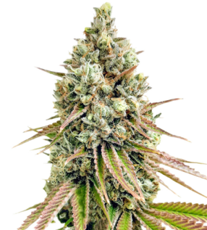 1721137134839.png 1721137134839.png