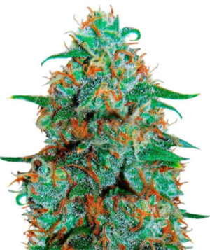 1721684671838.png 1721684671838.png