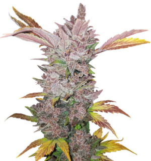 1721684883651.png 1721684883651.png