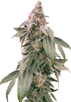 1721748482306.png 1721748482306.png