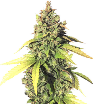 1721748517738.png 1721748517738.png