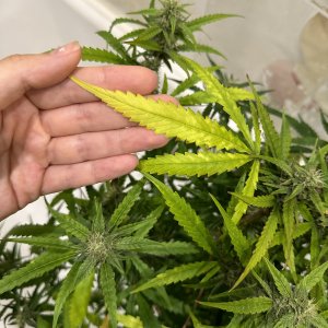 IMG_4812.jpeg IMG_4812.jpeg