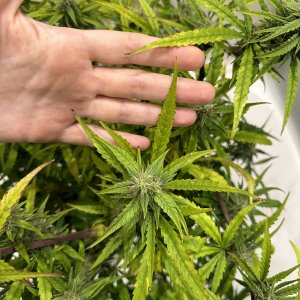 IMG_4816.jpeg IMG_4816.jpeg