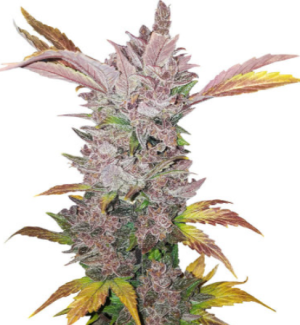 1721820488029.png 1721820488029.png