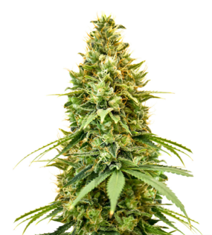 1721826669273.png 1721826669273.png