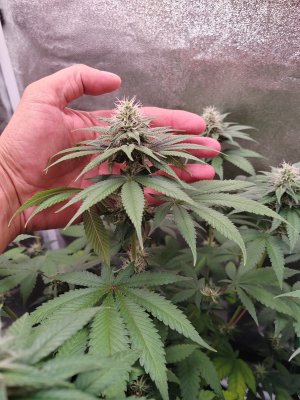 1000006308.jpg 1000006308.jpg