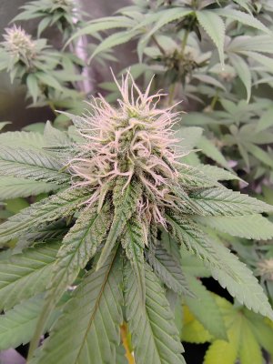 1000006322.jpg 1000006322.jpg