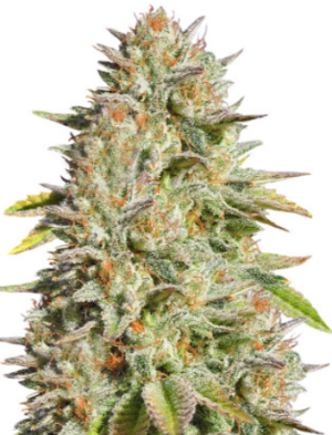 1721836292011.png 1721836292011.png