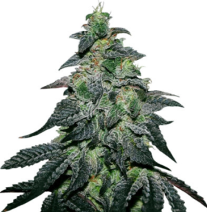 1721836331970.png 1721836331970.png