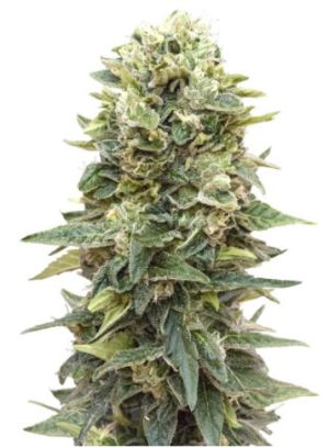 1721895971897.png 1721895971897.png