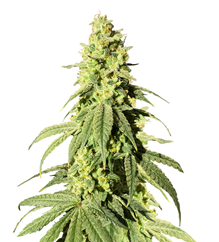 1721898456909.png 1721898456909.png