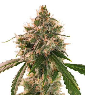 1721911029277.png 1721911029277.png